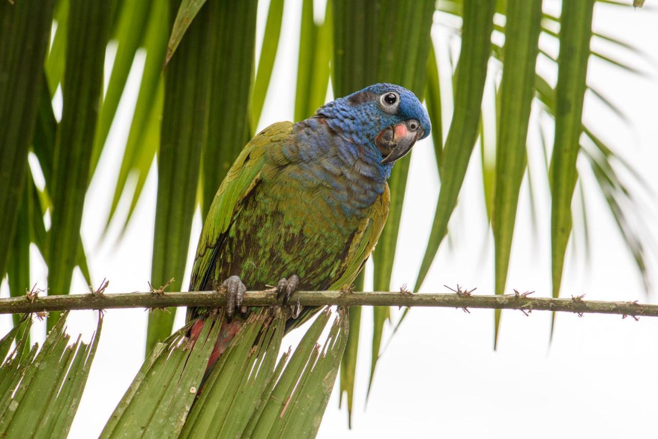 Kuyana Amazon Lodge Archidona Екстер'єр фото