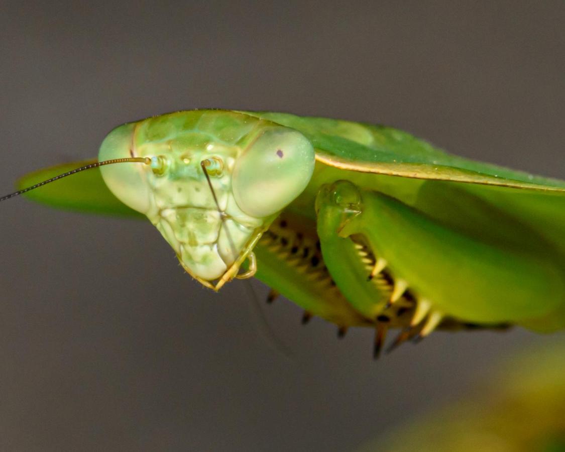Kuyana Amazon Lodge Archidona Екстер'єр фото